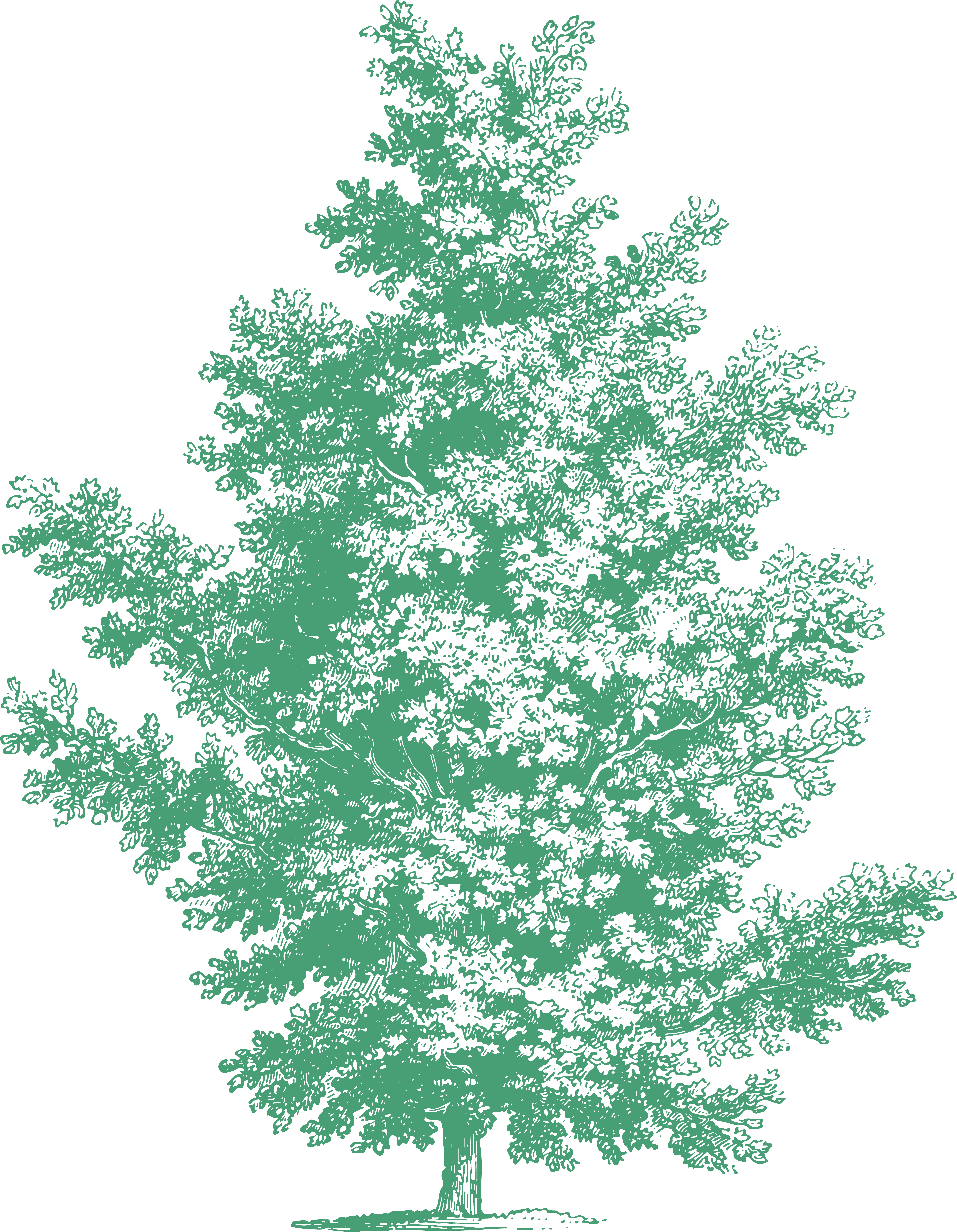 Vector graphics of tree
